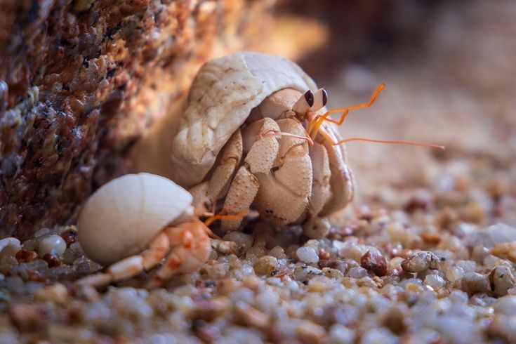 Hermit Crab Food