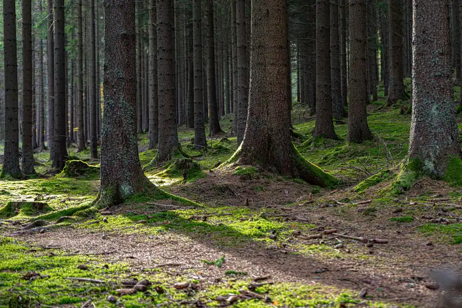 Don Henley net worth - sunlight streaming through tall trees in a forest