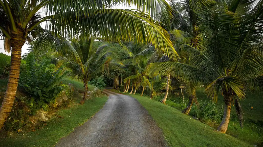 Tropical road lined with palm trees in Jamaica