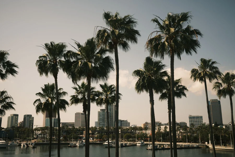 Snoop Dogg net worth - palm trees and the Long Beach skyline in California